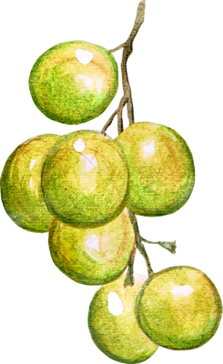 Image de fruits pour un programme nutritionnel